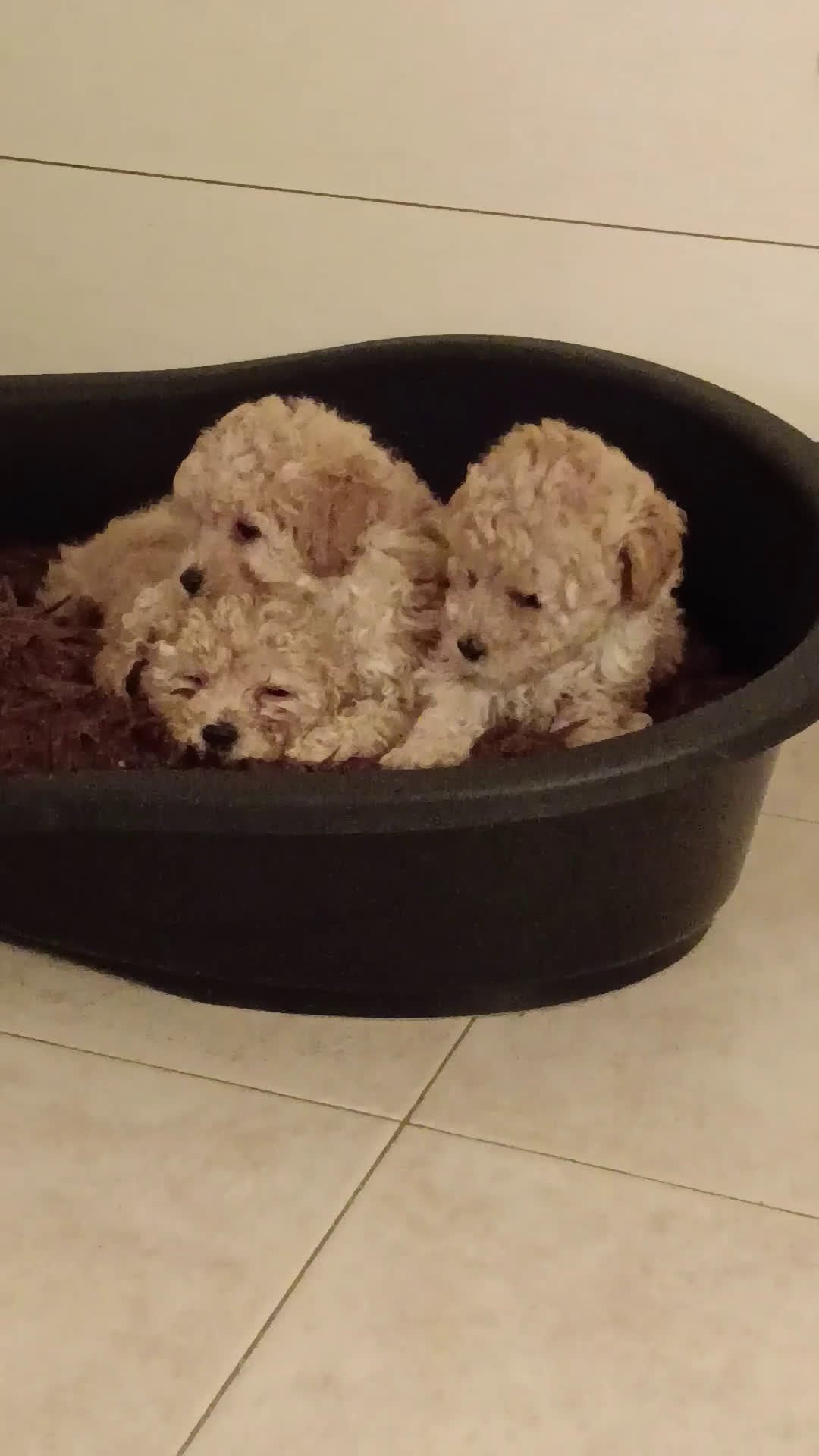 Barboncino Toy cani in vendita: BARBONCINO TOY - Video 1