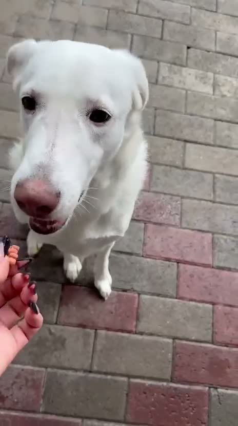 Meticcio cani in regalo: SONO GENNA CERCO AMORE - Video 3