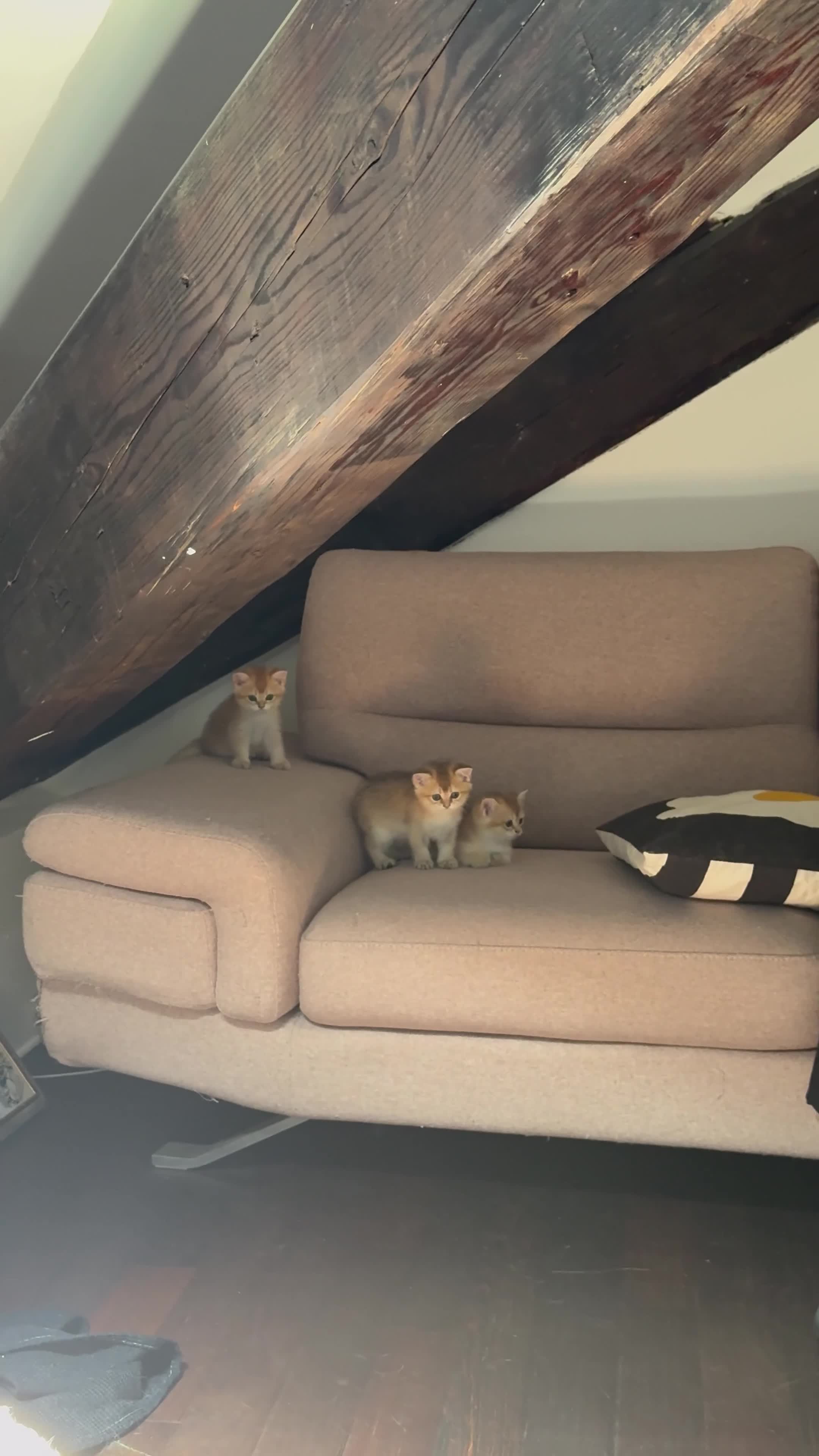 Scottish gatti in vendita: Cuccioli Scottish Straight Golden Pedigree ENFI a Città metropolitana di Milano - Video 4