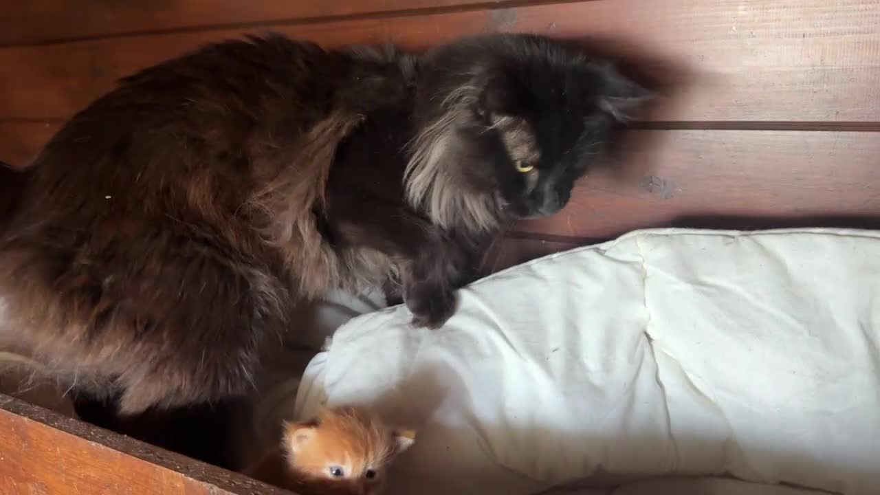 Maine Coon gatti in vendita: Maine coon cuccioli (Austin X Bastet) - Video 3