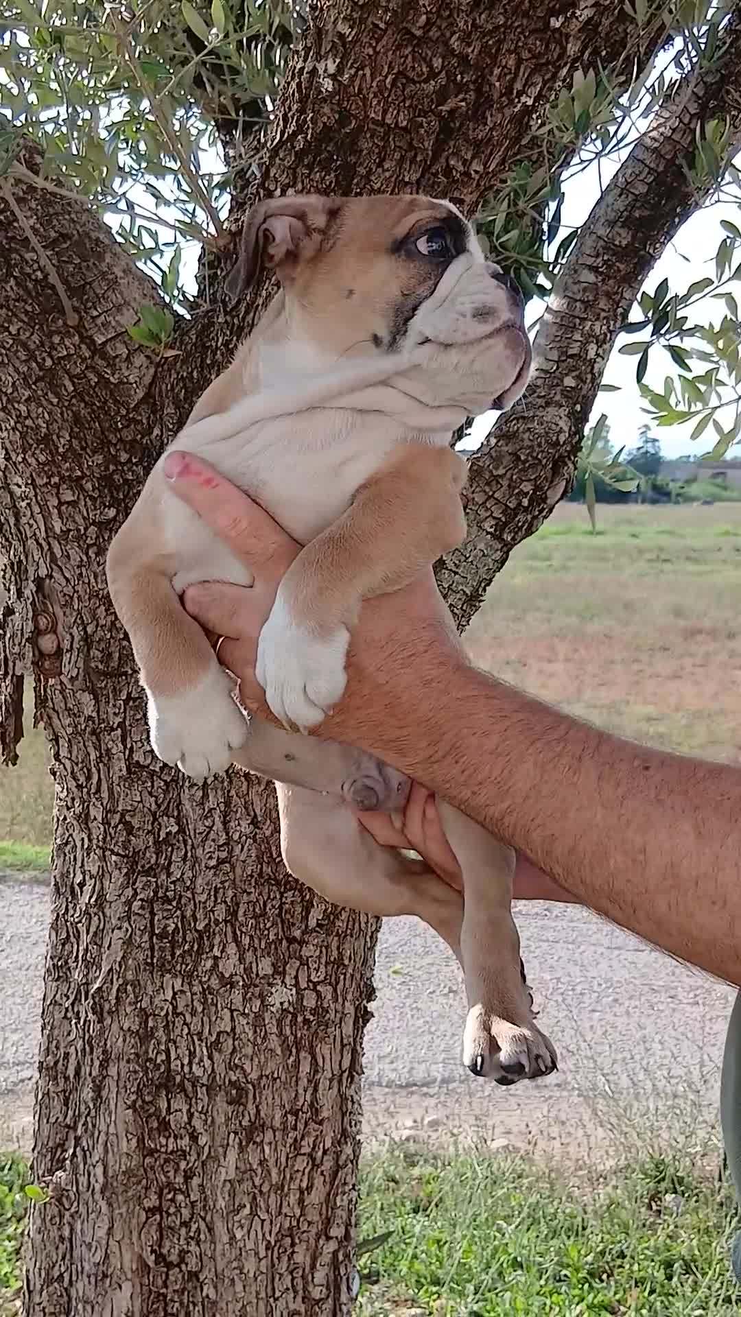 Bulldog cani in vendita: Cuccioli Bulldog Inglese  - Video 2