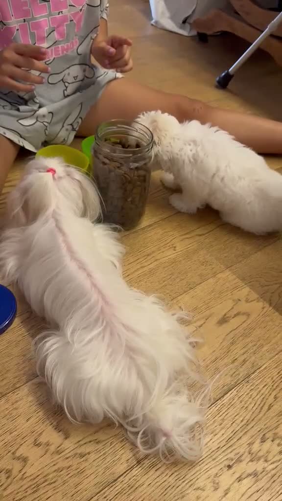 Maltese cani in vendita: Maltese MiniToy  - Video 1