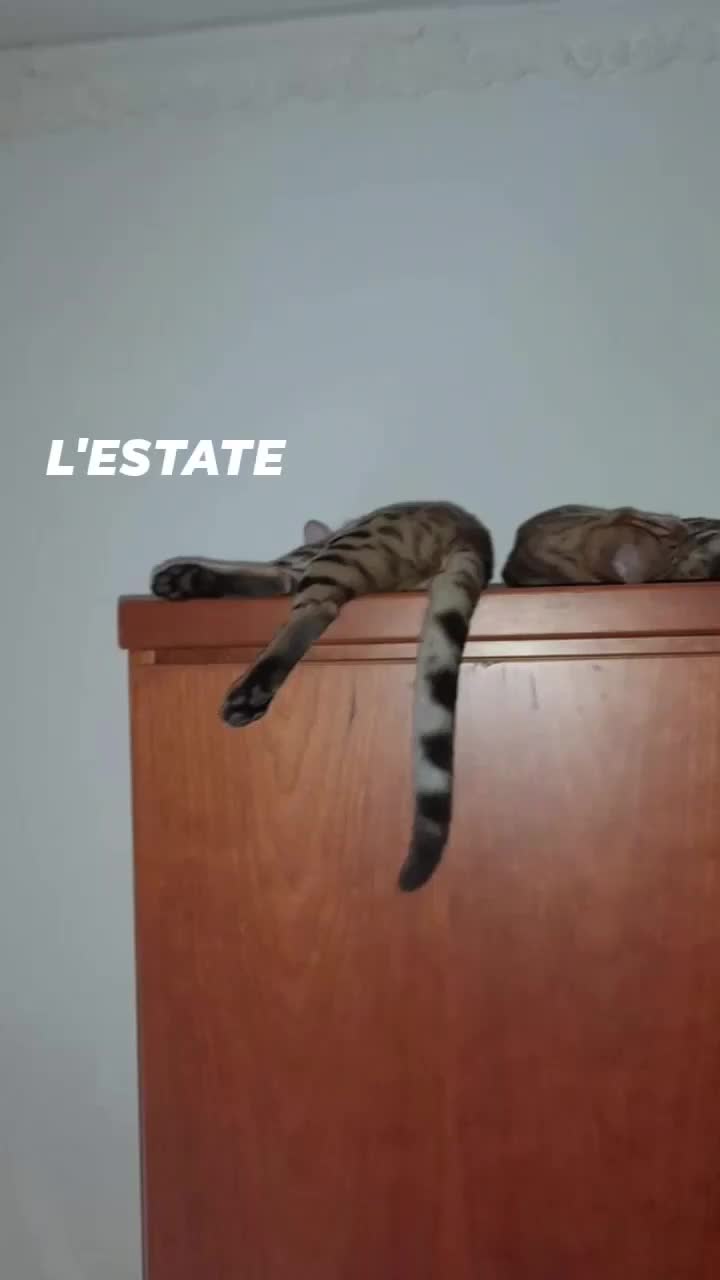 Bengala gatti in vendita: Bengal cucioli masci a Città metropolitana di Milano - Video 2