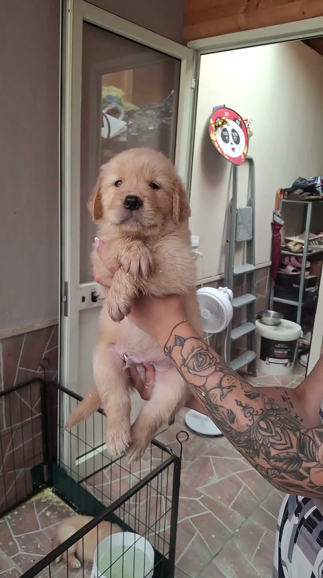 Golden Retriever cani in vendita: Cuccioli di golden retriver  a Città Metropolitana di Napoli - Video 1