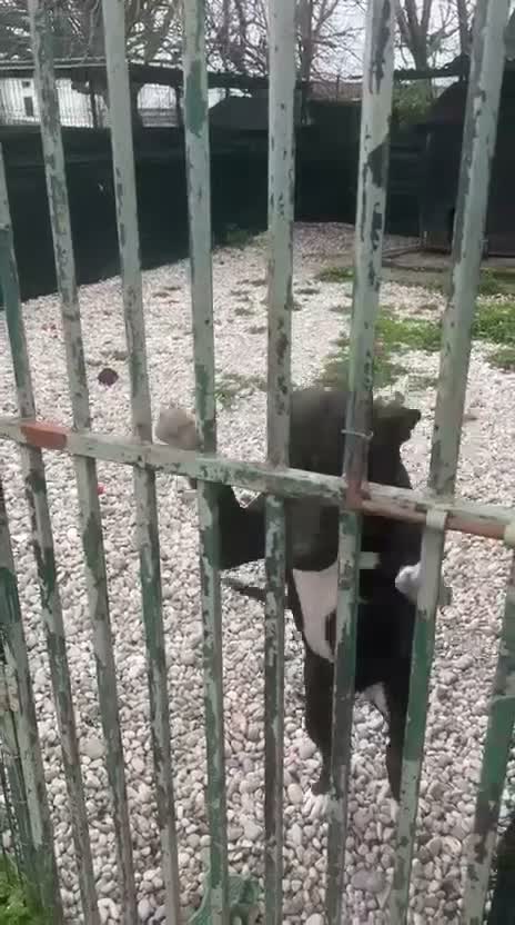 Meticcio cani in regalo: Simil Pit BUONISSIMA 5/6anni H24 IN BOX SOS MANTOV - Video 1