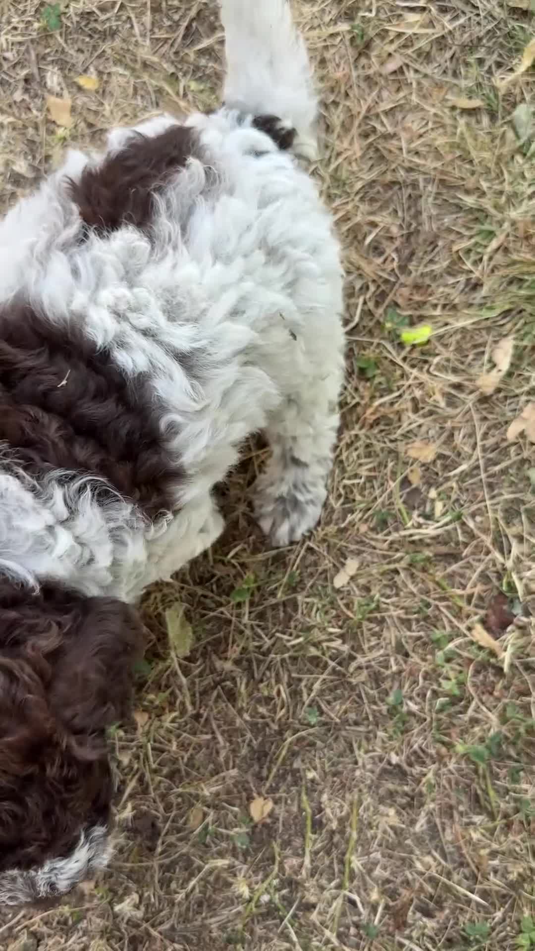 Lagotto cani in vendita: Lagotto Romagnolo - Video 1
