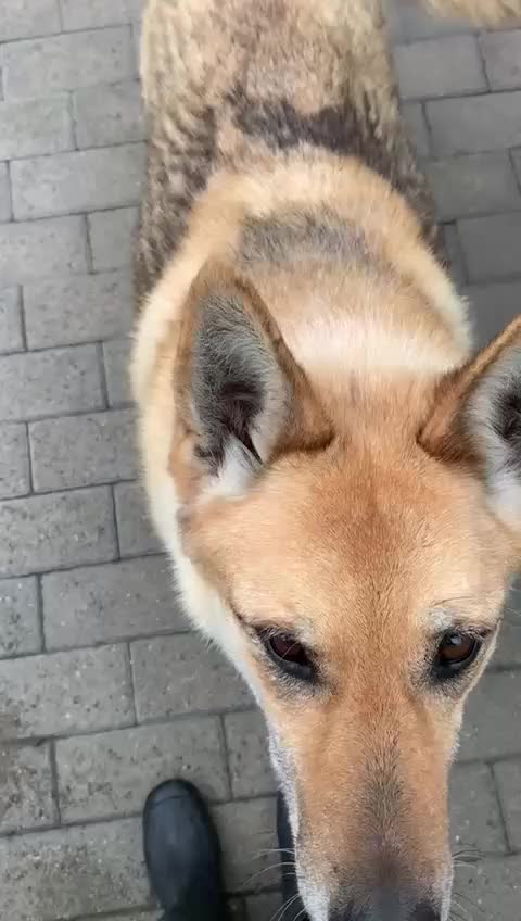 Meticcio cani in regalo: LUPA PASTORE TEDESCO - Video 1