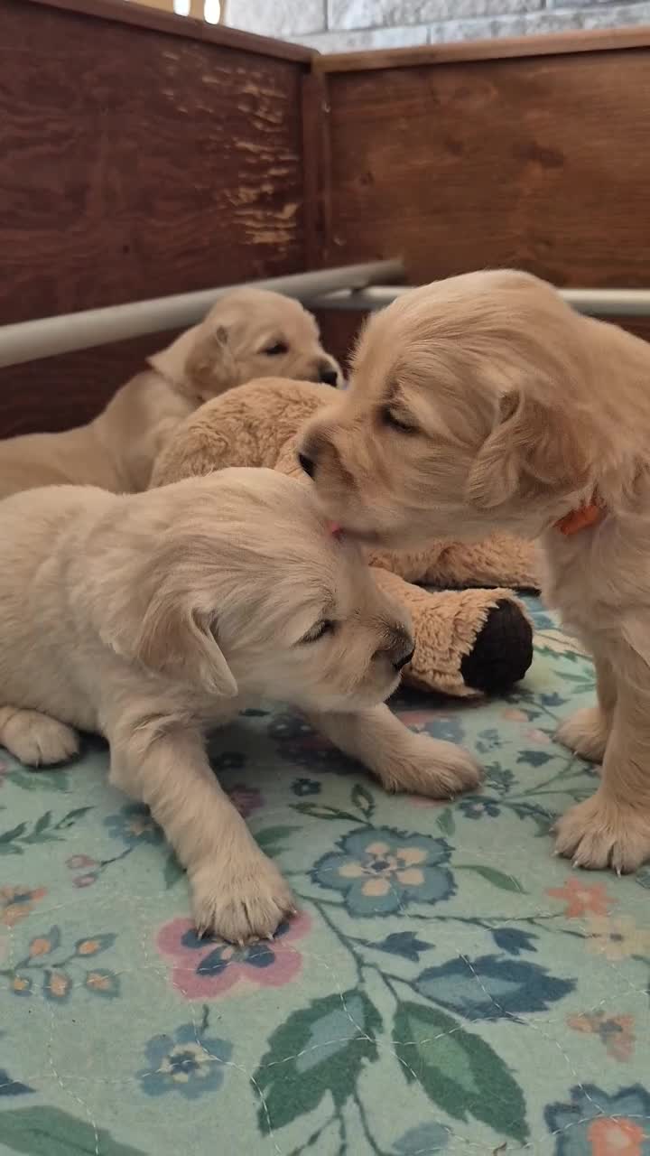 Golden Retriever cani in vendita: Cuccioli di Golden Retriever Roma - Video 1
