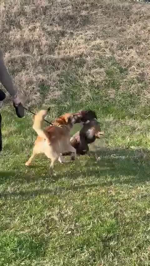 Meticcio cani in regalo: Whisky - Un amico fedele per la vita - Video 2