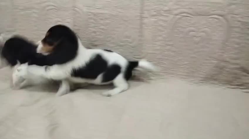 Bassotto cani in vendita: Bassotti tedeschi  - Video 1
