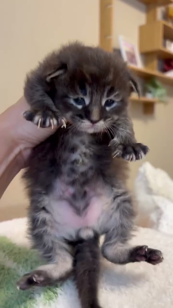 Maine Coon gatti in vendita: Maine coon con pedigree  - Video 1