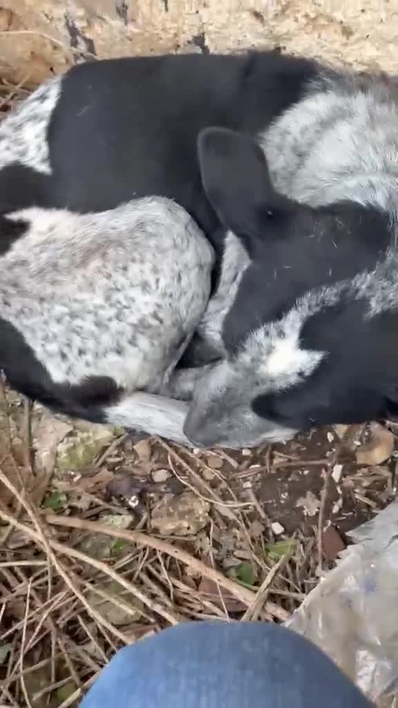 Altre razze cani in regalo: Taglia media, 3 anni scarsi, dolce FLORA  - Video 2