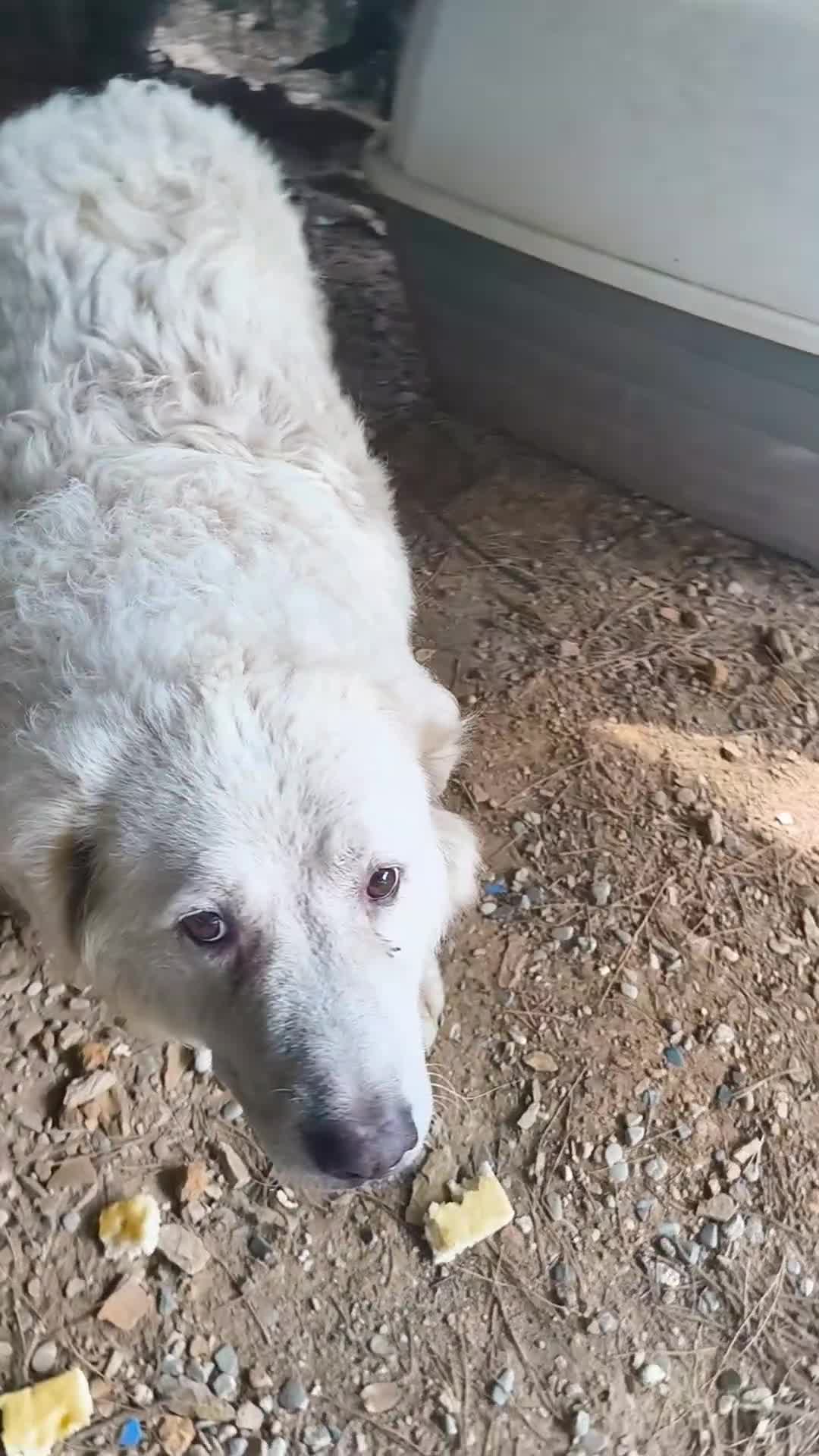 Pastore Abbruzzese Maremmano cani in vendita: Vendo causa trasloco a Provincia di Grosseto - Video 1