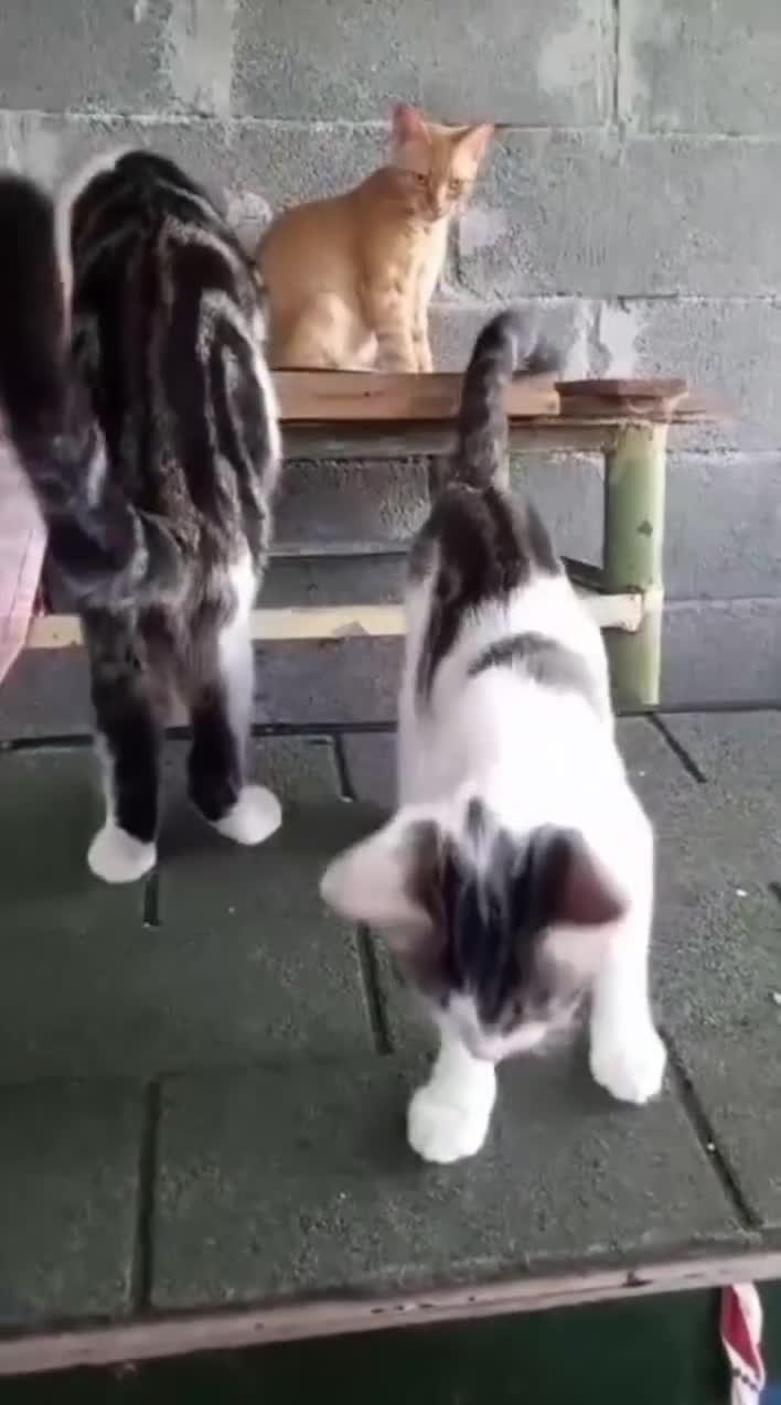 Europeo gatti in regalo: Ma quanto siamo belli?!😻 - Video 1