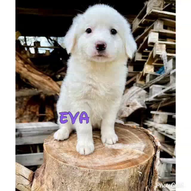 Meticcio cani in regalo: Tanti cuccioli cercano un porto sicuro - Video 1