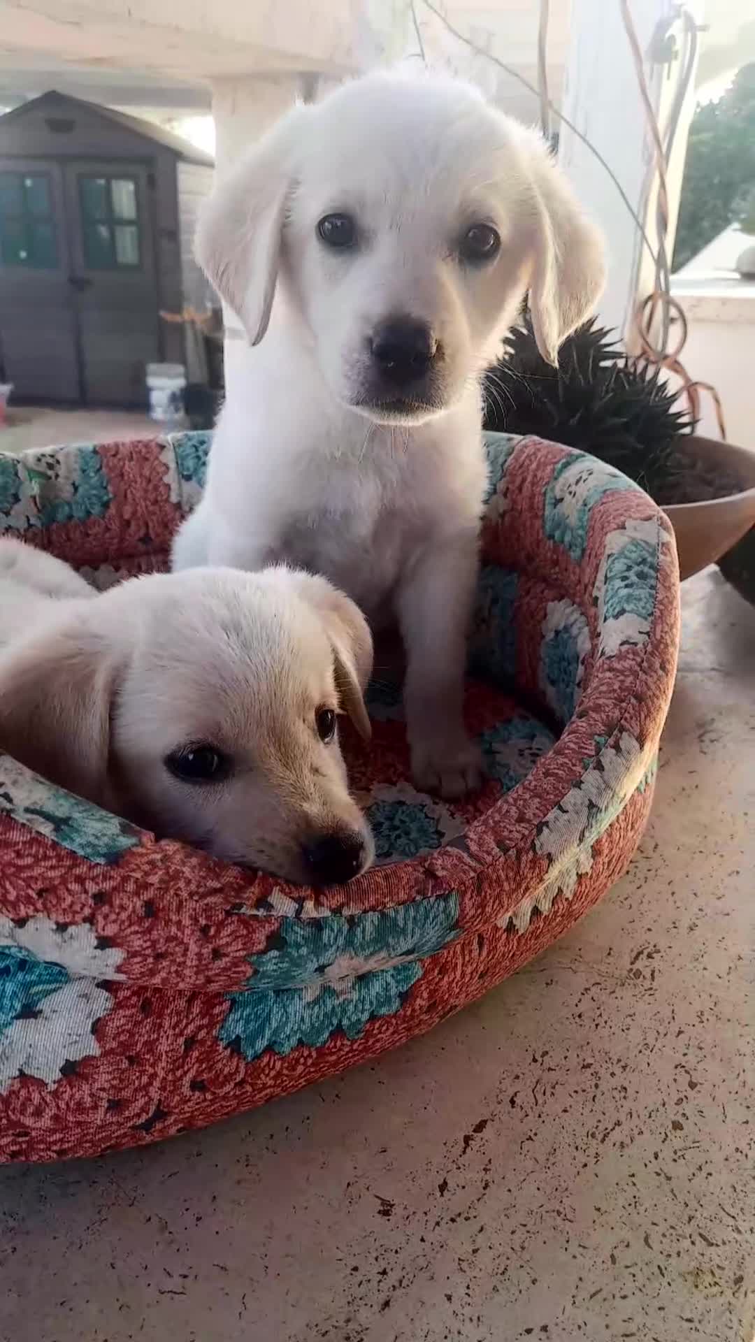 Labrador cani in regalo: Quattro cuccioli incrocio labrador in adozione a Città Metropolitana di Genova - Video 1