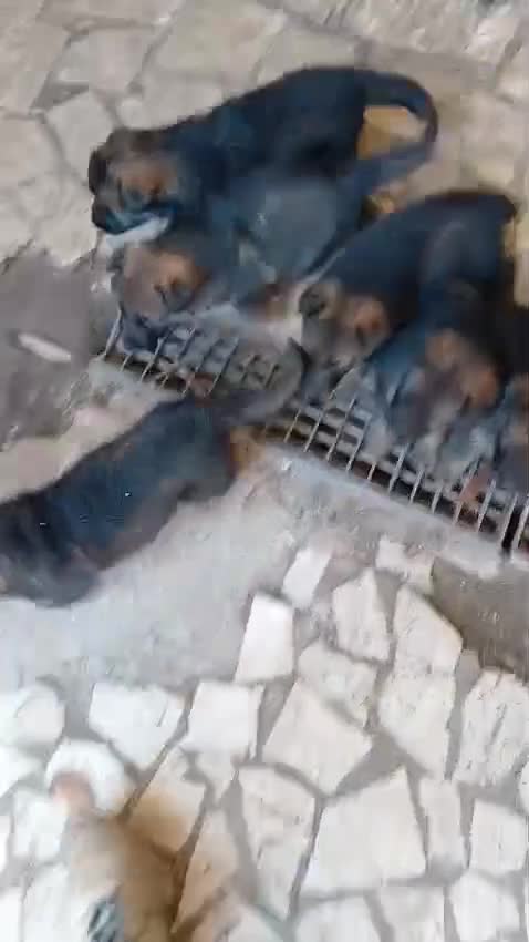 Pastore Tedesco cani in vendita: Vendita cucciolo pastore tedesco  - Video 1