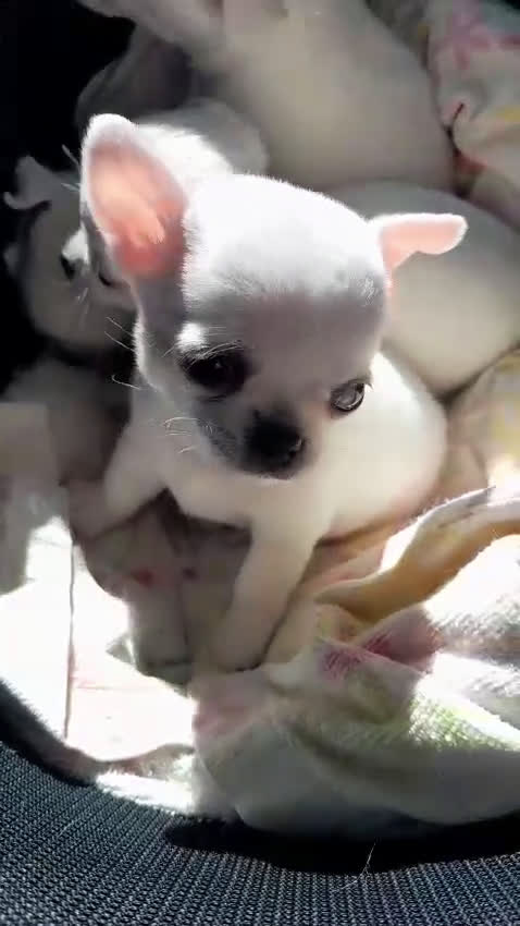 Chihuahua cani in vendita: Meravigliosi cuccioli di chihuahua bianchi - Video 1