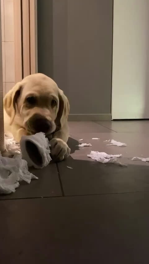 Labrador cani per accoppiamento: Seven cerca fidanzata.🐾🩵 - Video 2