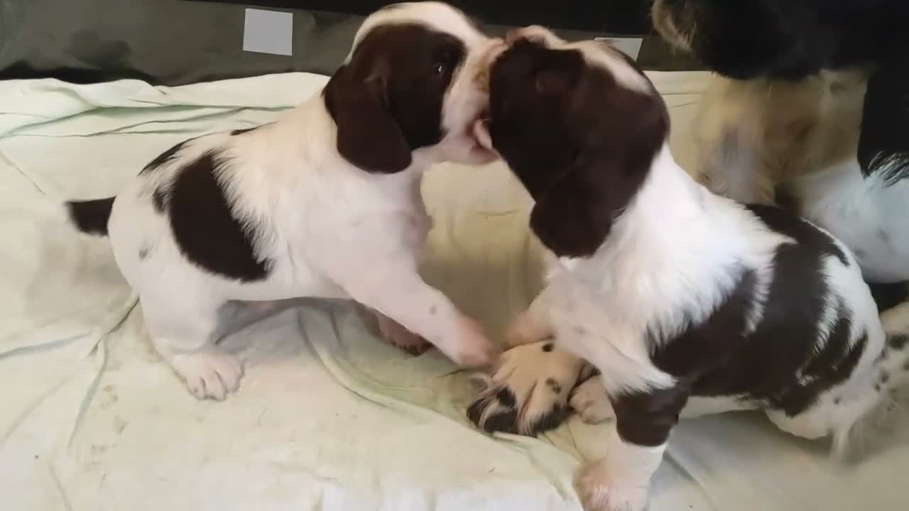 Springer Spaniel Inglese cani in vendita: Cuccioli Springer Spaniel Inglese a Città metropolitana di Roma Capitale - Video 1