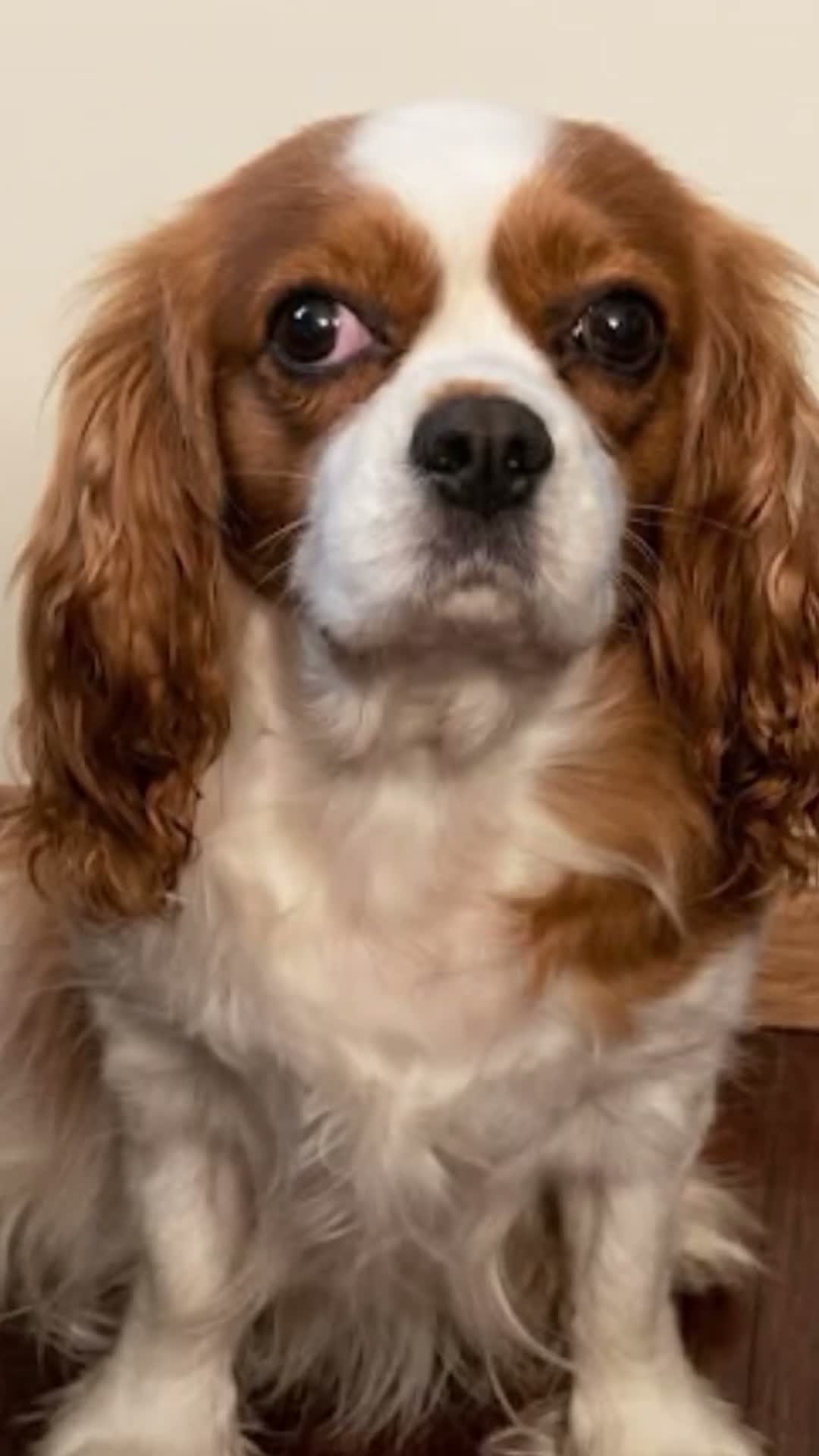 Cavalier King cani in vendita: Cavalier King  - Video 1