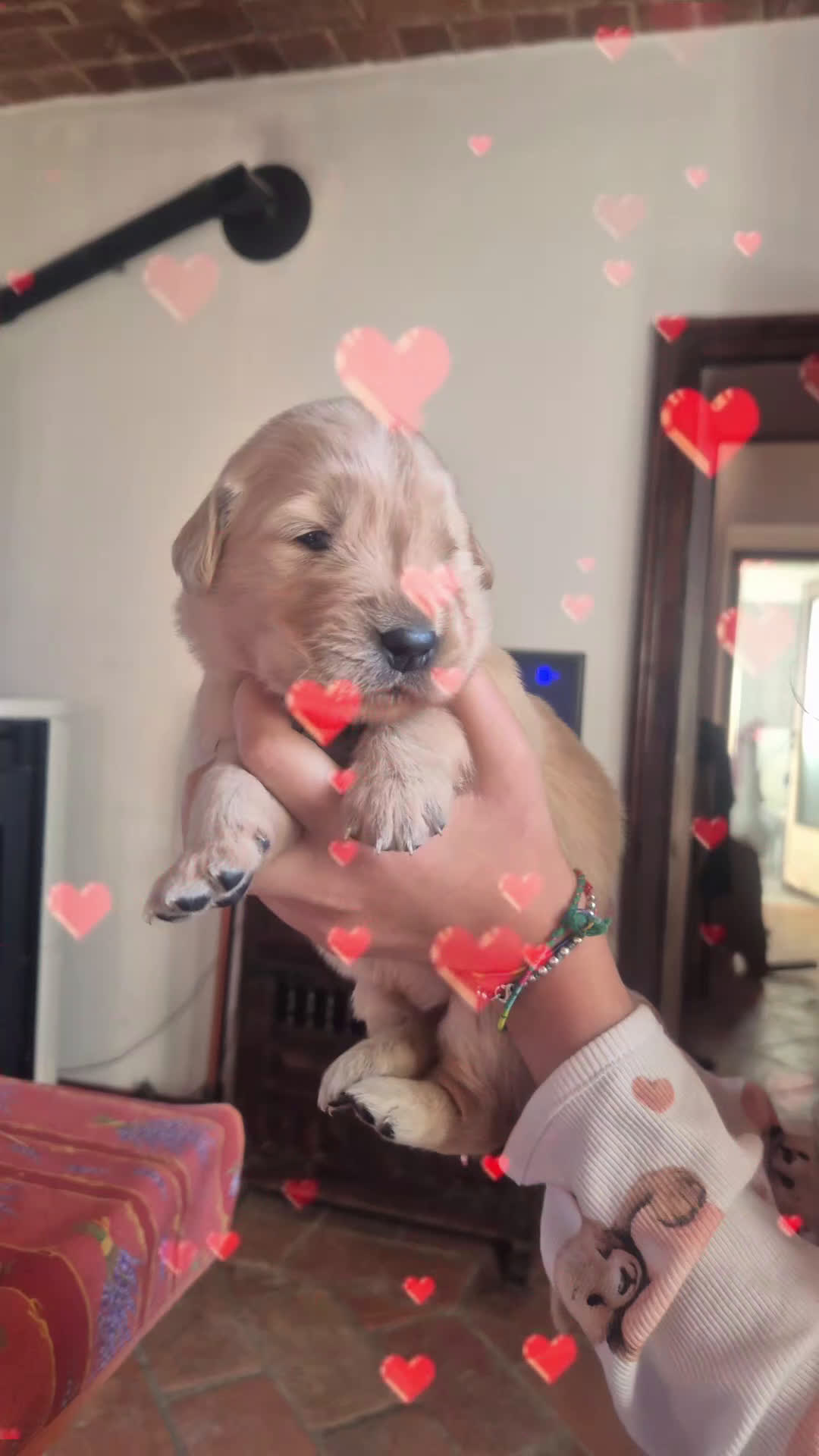 Golden Retriever cani in vendita: Cucciolata 100% americana  - Video 1