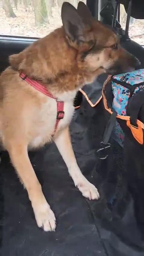 Meticcio cani in regalo: Anais, la nostra splendida lupetta - Video 1