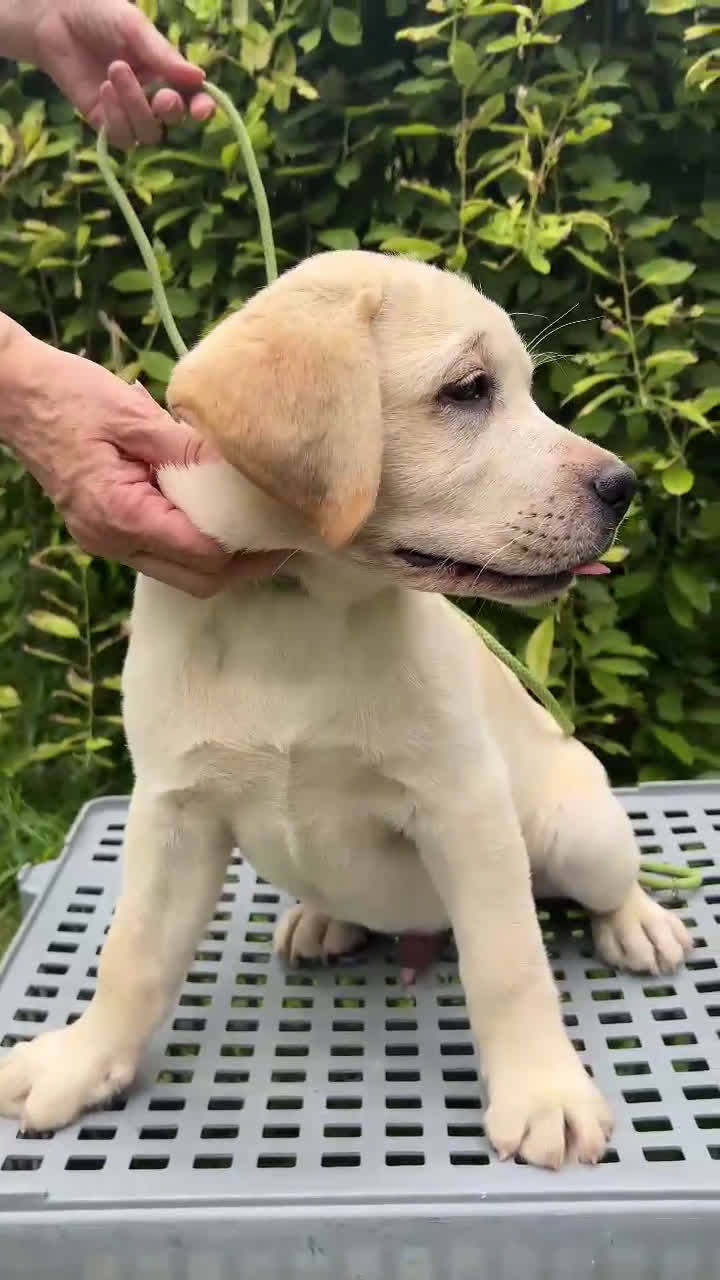 Labrador cani in vendita: labrador Gialli a Provincia di Asti - Video 1