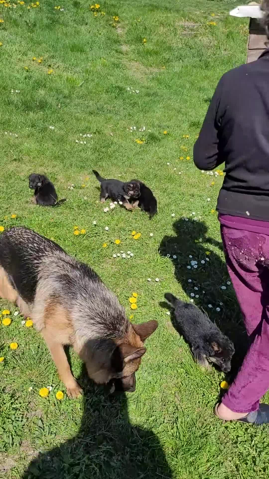 Pastore Tedesco cani in vendita: Cuccioli di pastore tedesco a pelo lungo  a Provincia di Pavia - Video 2