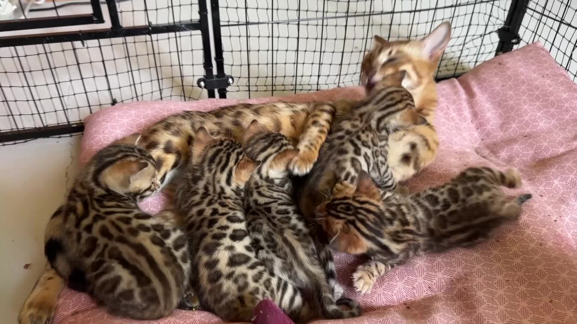Bengala gatti in vendita: Femmina bengala da riproduzione pedegree - Video 1