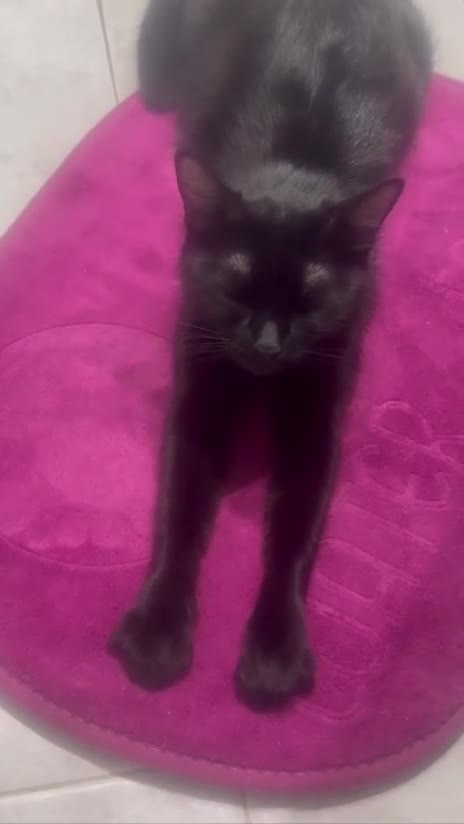 Altre razze gatti in vendita: 🩶🩵GATTINI MOLTO BELLI E INTELLIGENTE🩷🖤 - Video 3