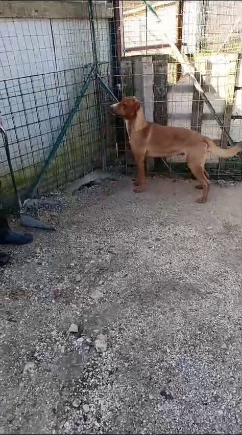 Meticcio cani in regalo: SALVA CORFU' - Video 1