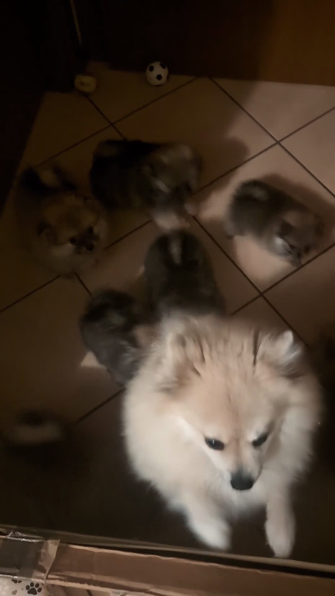 Volpino Pomerania cani in vendita: Volpino pomerania pedigree - Video 1