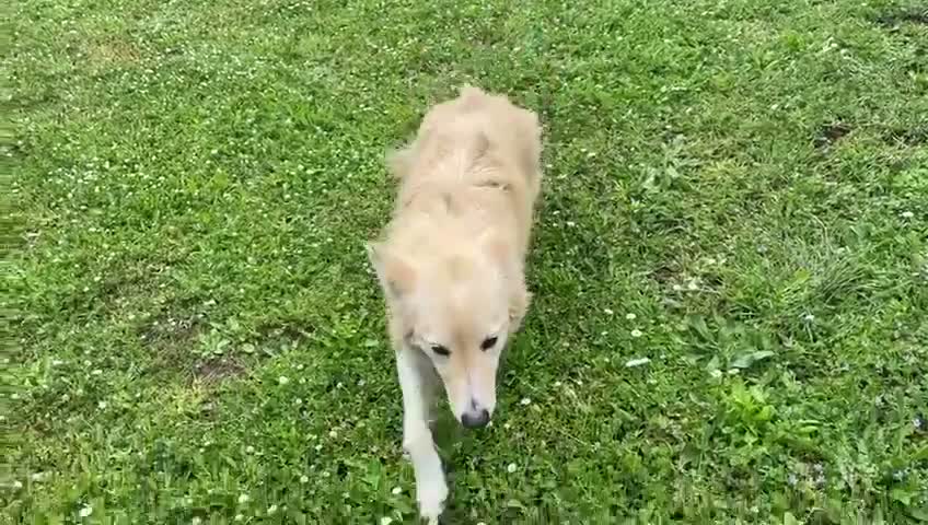 Meticcio cani in regalo: LUCKY COTONE adora le persone dinamiche - Video 2