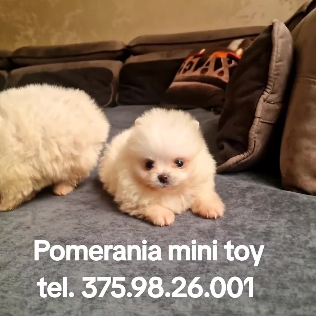 Spitz cani in vendita: Spitz di Pomerania NANO tedesco  - Video 2