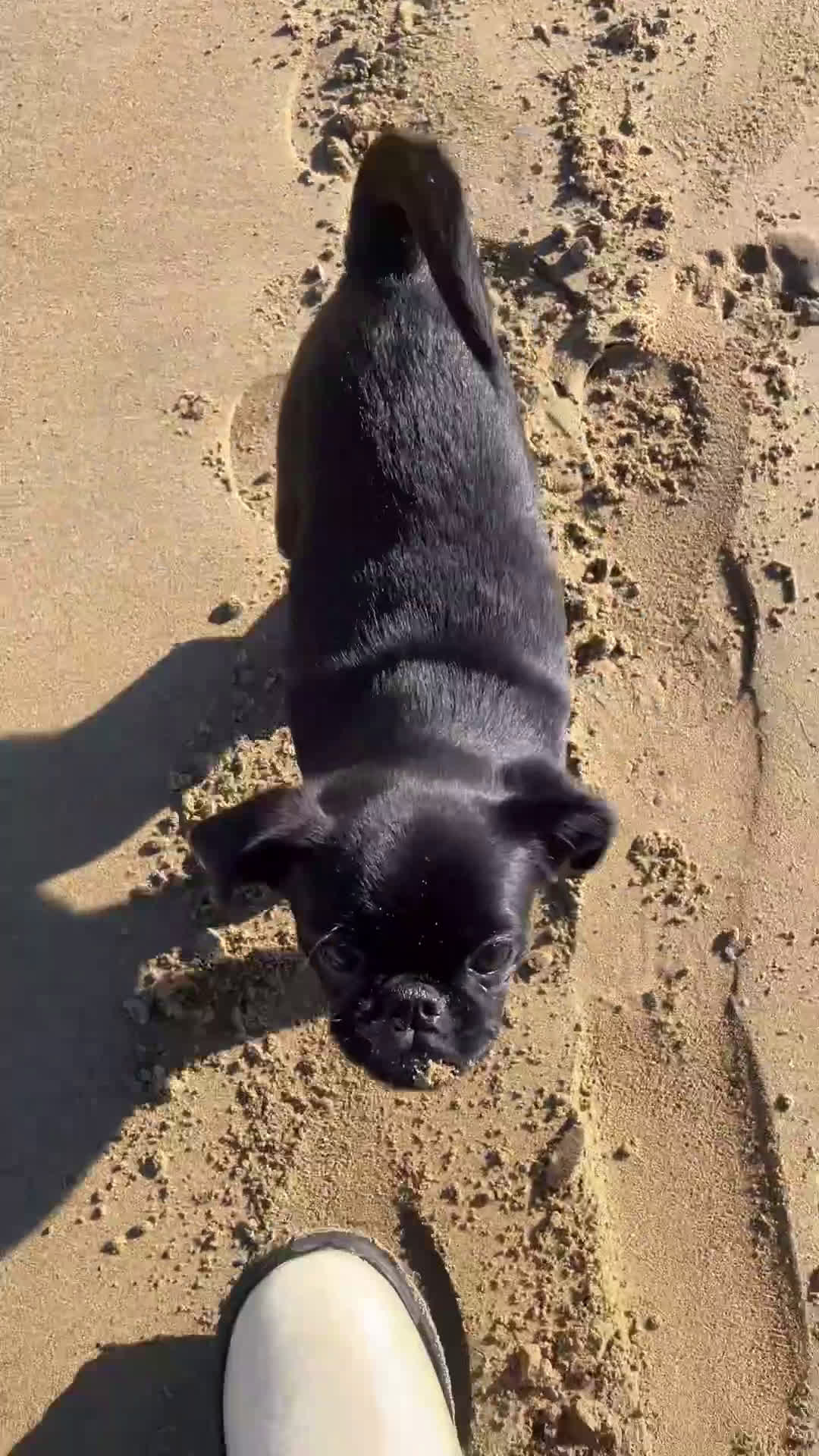 Griffon Vendeen cani in vendita: Cucciola di Piccolo Brabantino  - Video 1