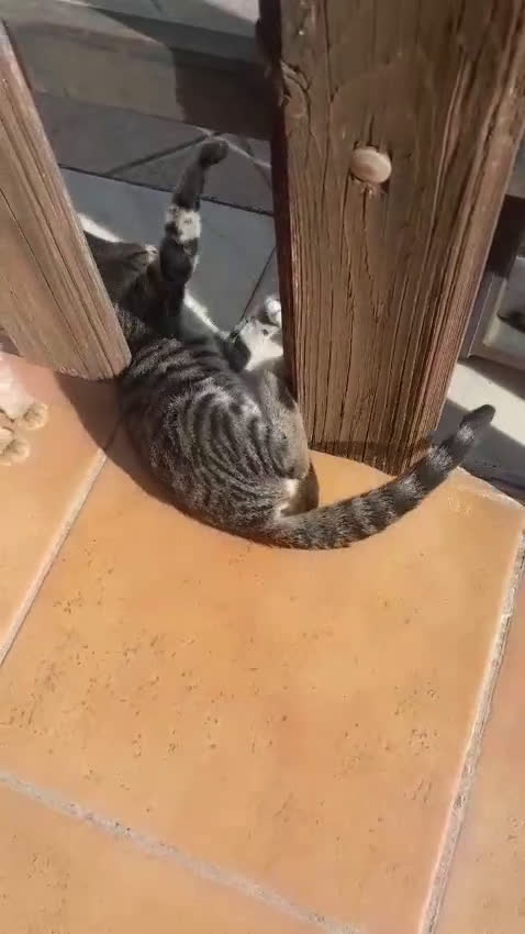 Meticcio gatti in regalo: BENEVENTO GATTINE CERCANO CASA - Video 1