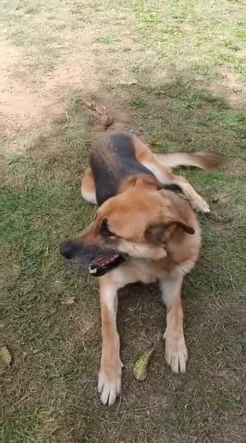 Meticcio cani in regalo: Adozione del cuore King 8 anni - Video 1
