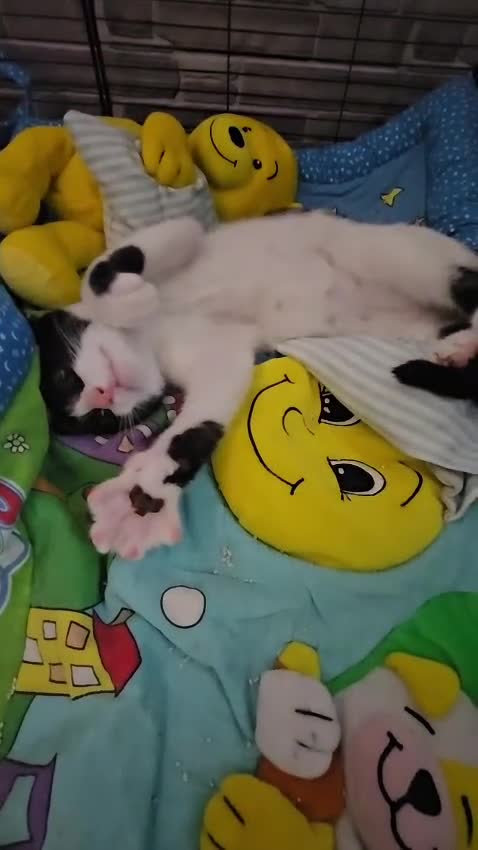 Altre razze gatti in regalo: CERCA CASA 🏡 Sassoferrato (AN) - Video 1