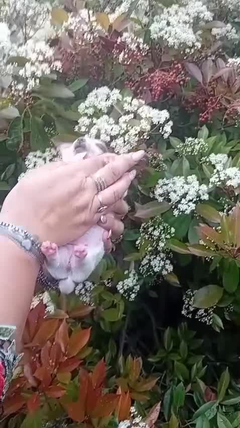 Jack Russell cani in vendita: Cuccioli jack russell  - Video 3