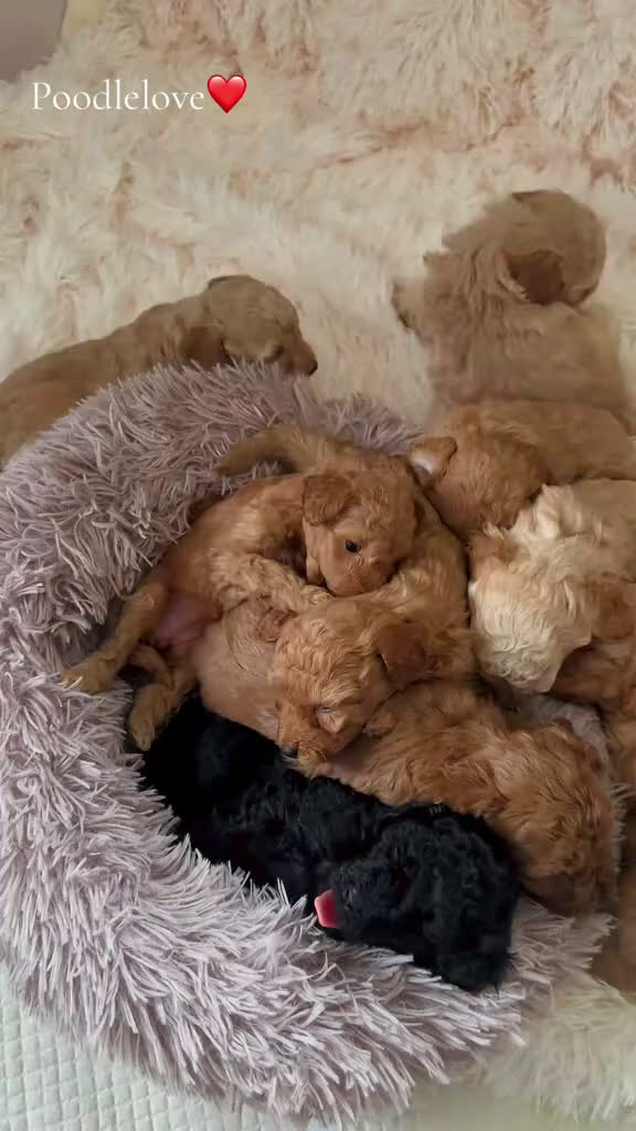Barboncino cani in vendita: Barboncino nano❤️🐻 - Video 3
