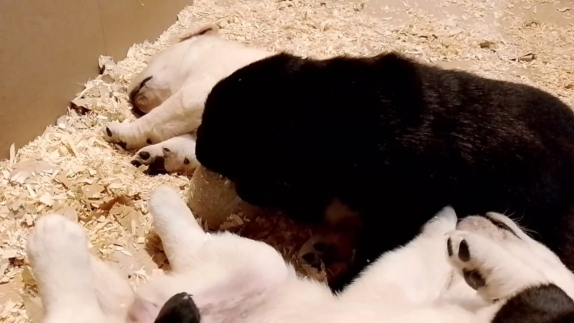 Labrador cani in vendita: Cuccioli di Labrador con pedigree - Video 2