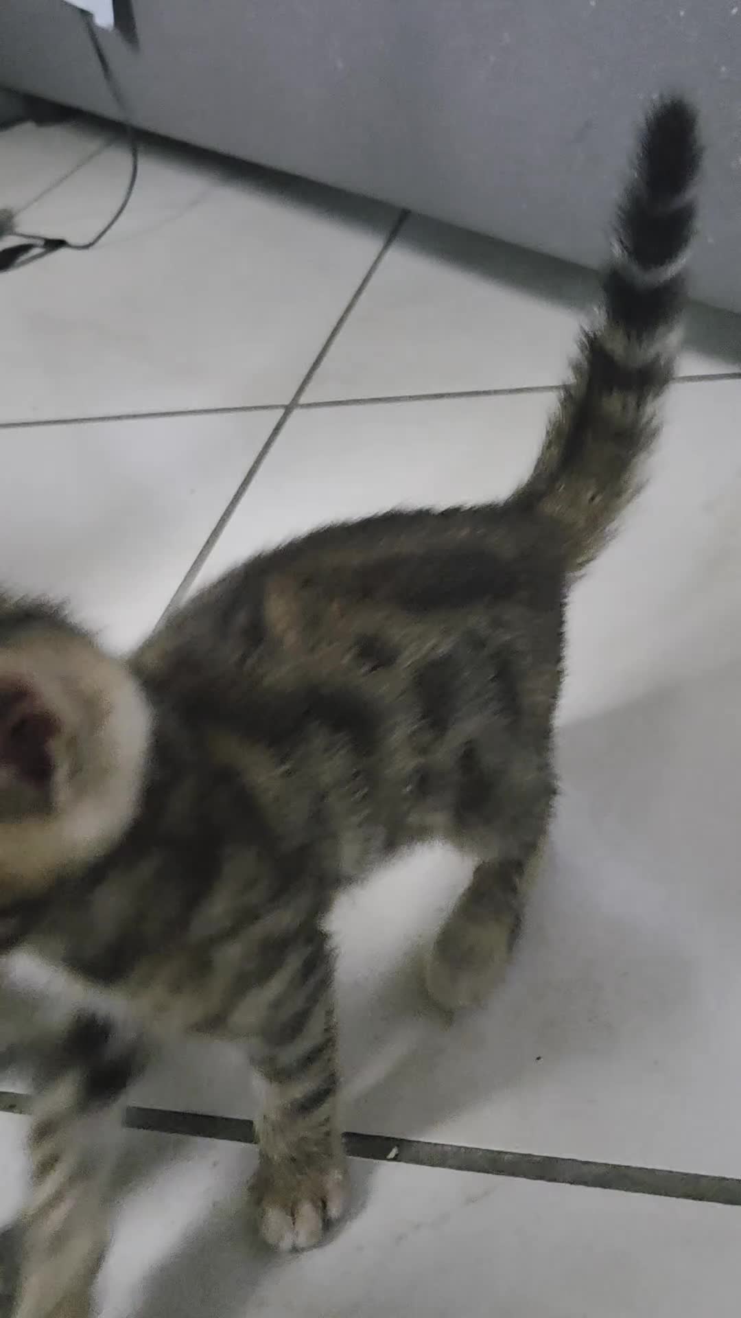 Bengala gatti in vendita: Cuccioli Bengala Vendita - Video 1