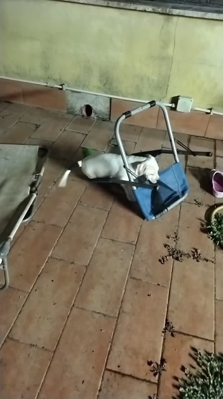 American Staffordshire cani in vendita: Vendita cucciola amstaff  a Città metropolitana di Roma Capitale - Video 1