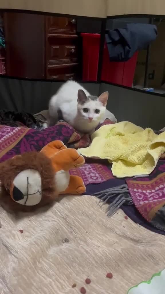 Europeo gatti in regalo: Adozione del cuore per la piccola Eva - Video 2