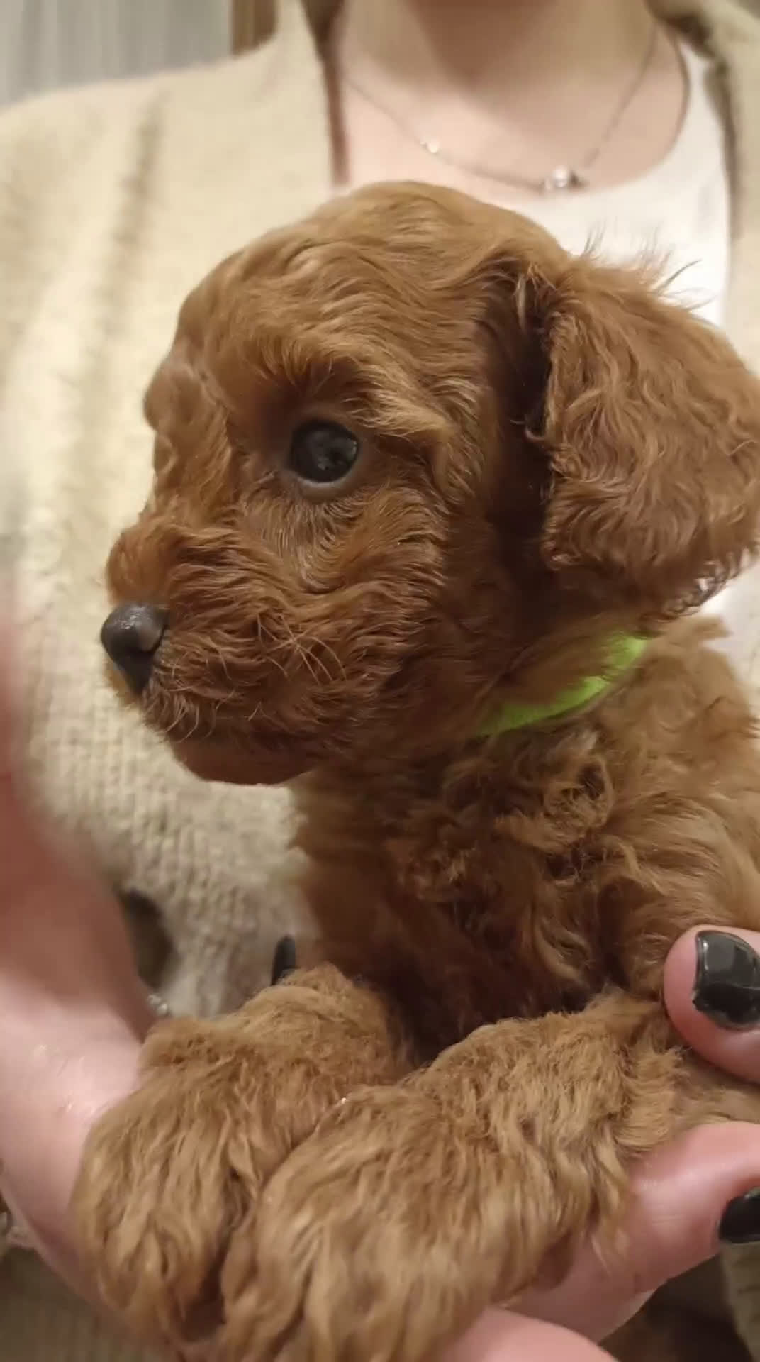 Barboncino cani in vendita: Barboncino nano red a Provincia di Arezzo - Video 1