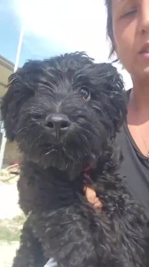 Barboncino cani in regalo: Bibi: barboncino Toy socievole con tutti - Video 2