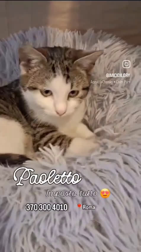 Europeo gatti in regalo: PAOLETTO 💔 ADOZIONE URGENTE - Video 1