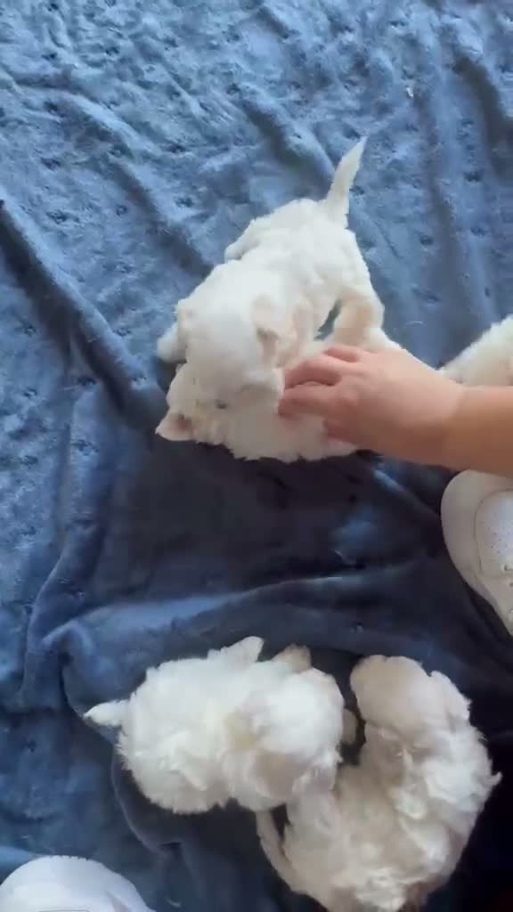 Maltese cani in vendita: Cuccioli maltese - Video 2