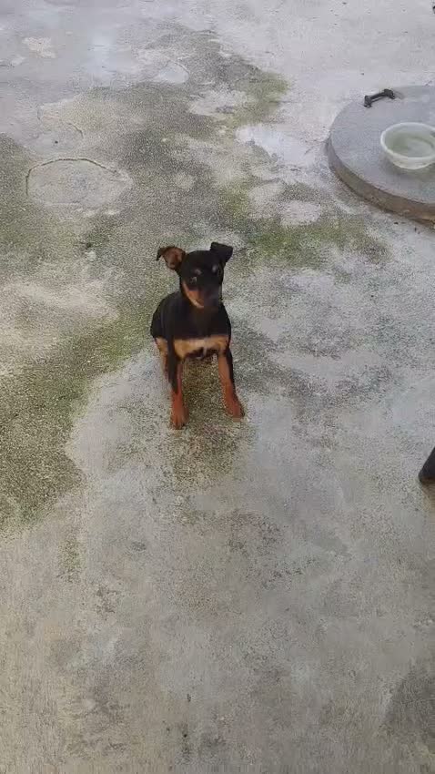 Meticcio cani in regalo: Maschietto meno di 1anno kg4 URGENTE SALVEZZA!! - Video 1